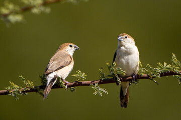 Indian Silverbill perched on an Acacia tree branch  © sorin