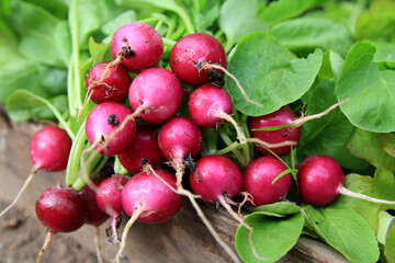 Spring harvest of fresh radishes. Organic, home-grown vegetables. Kitchen garden. Fresh, just harvested radish close up.