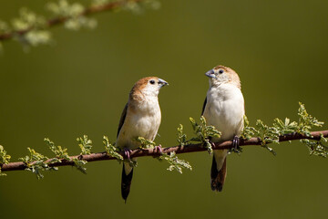 Indian Silverbill perched on an Acacia tree branch 