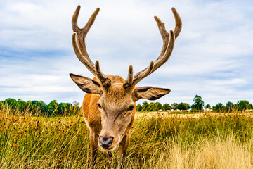 Frontal clouse up image of a male deer on the fields of Richmoond near London, UK. Head of a red deer in the wild