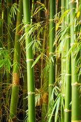 Fototapeta na wymiar tropical bamboo in nature,foliage bamboo tree natural background.Natural bamboo trees have a light to the side and copy space.