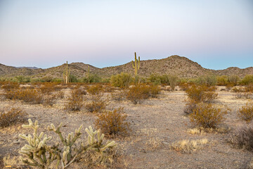 Sonoran Desert