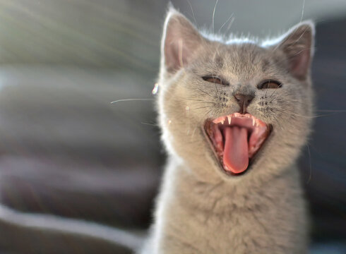 A small funny light gray British Shorthair kitten yawns or meows with its mouth wide open. The kitten is illuminated by the contrasting rainbow rays of the sun. Selective focus.