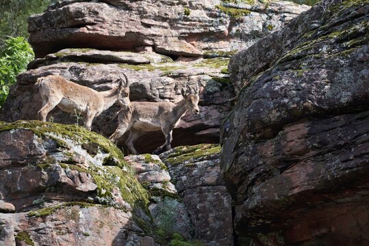 Low angle of Iberian wild goats or Spanish ibex standing on rocky slope with green moss in mountains in summer day