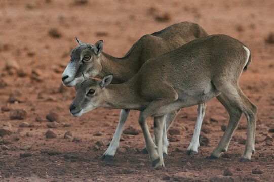 Side view of wild female mouflon sheep standing in natural habitat on sunny day and looking away