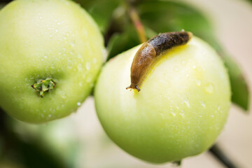 slug crawls through a green wet apple
