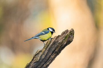 Great tit sitting on a branch