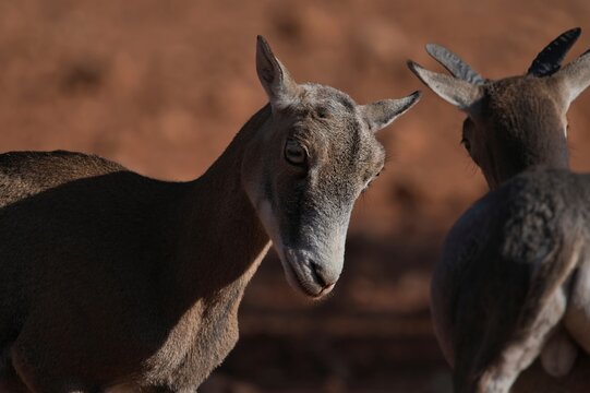 Side view of wild female mouflon sheep standing in natural habitat on sunny day and looking away