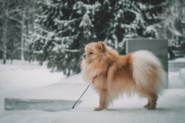 A German spitz stands in a winter park