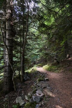 Summer landscape of green forest with narrow trail passing among tall trees
