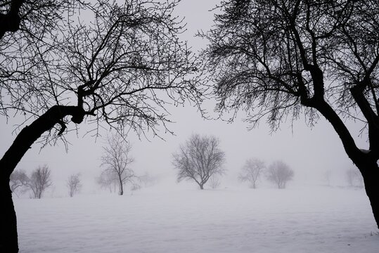 Scenery of leafless trees growing in row on snowy ground on misty day in winter