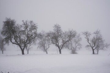 Scenery of leafless trees growing in row on snowy ground on misty day in winter