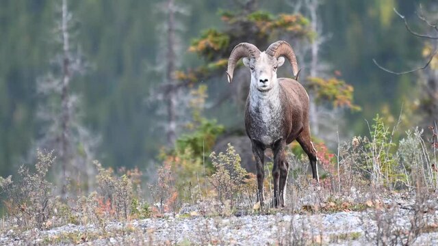 Stone sheep in the Canadian wilderness
