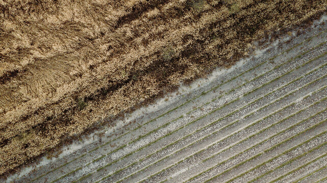 Aerial view of dried grass and green seedlings growing in waterless soil of agricultural field during drought