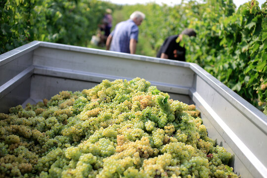 carro durante vendemmia