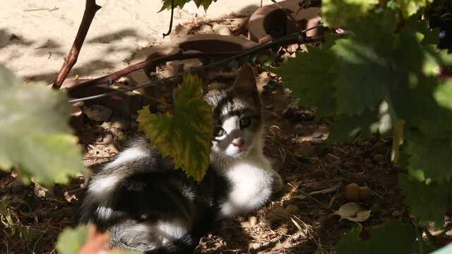 Chat dans les buissons