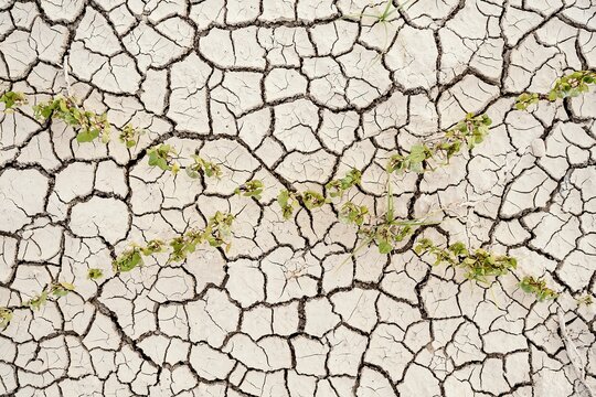 Rows of green seedlings growing in dried cracked waterless soil in agricultural field during drought