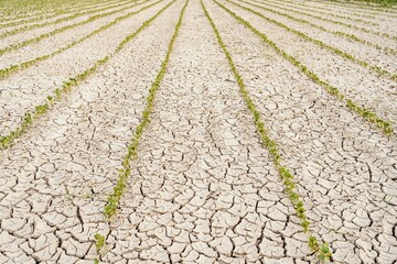 Rows of green seedlings growing in dried cracked waterless soil in agricultural field during drought
