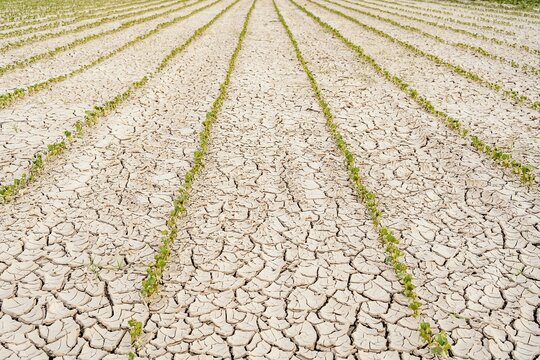 Rows of green seedlings growing in dried cracked waterless soil in agricultural field during drought