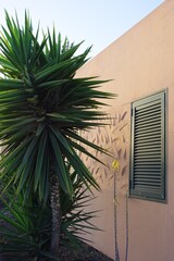  Traditional Canarian houses with palm trees. 