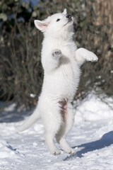 Obraz na płótnie Canvas white swiss shepherd dog in snow