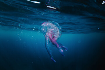 Underwater view of purple jellyfish swimming in clear ocean near surface of water