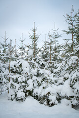 young snow-covered spruces in the wood, winter mood