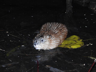 Muskrat and yellow leaf