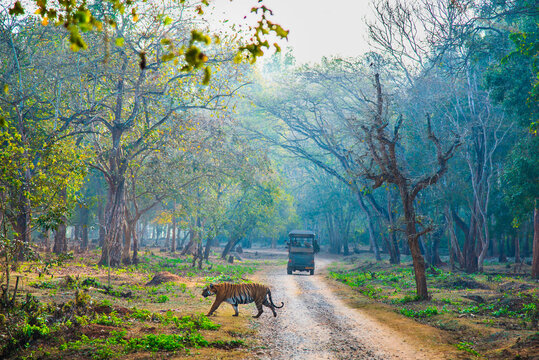 Tiger walking early morning.Hunting time.The image was taken in Nagarahole forest, Karnataka, India.