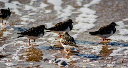 Vendee, France; January 25, 2021: Ring-necked flint (Arenaria interpres) shorebirds family scolopacidae, on a beach in Bretignolles Sur Mer.