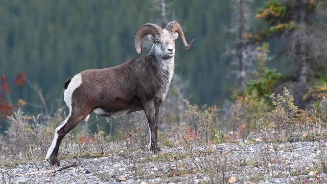 Stone sheep in the Canadian wilderness