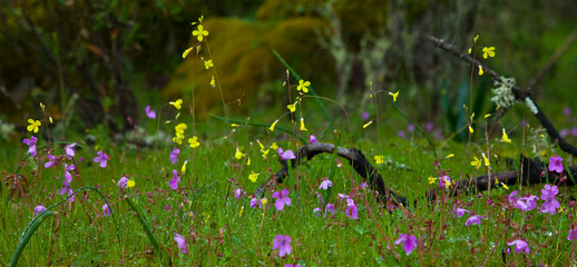 Parque Natural Sierra de Andújar, Jaen, Andalucía, España