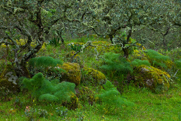 Parque Natural Sierra de Andújar, Jaen, Andalucía, España