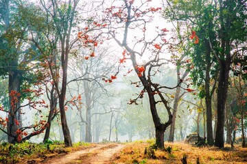 Naklejka premium Nagarahole National Park the gateway to Jungle - Karnataka -India
