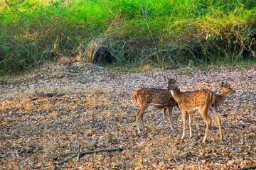 A Deer in Nagarahole National Park in India