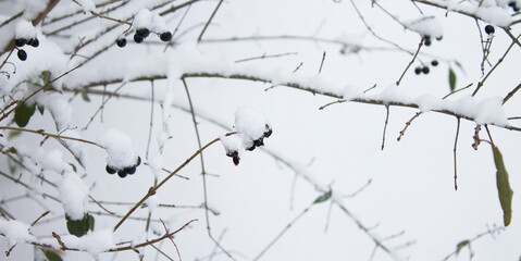 Black berries on branches with snow and freez
