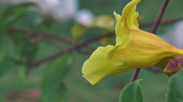 Cloe-up of Utricularia vulgaris flower in garden
