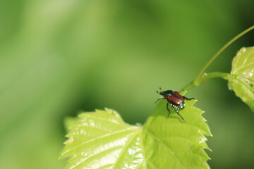 bug on green leaf 