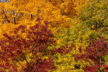 Citadelpark Fall Colors