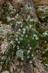 Romero en flor, Parque Natural Sierra de And&uacute;jar, Jaen, Andaluc&iacute;a, Espa&ntilde;a
