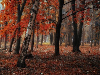 Atmospheric autumn forest in the fog. Yellow and orange leaves on the trees in the morning forest. Beautiful background.