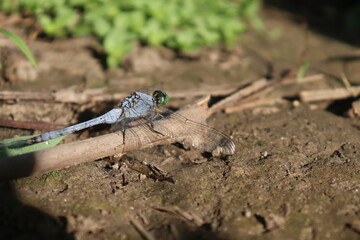 blue dragonfly on a brown branch 