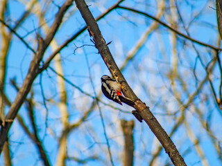 bird on a branch