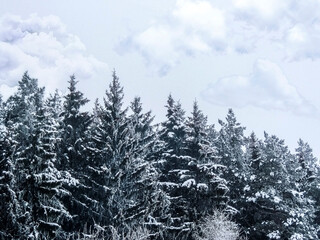 The tops of pine trees in a dense forest against the background of a cloudy sky. Background winter fairy tale screensaver.