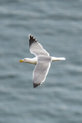 Fototapeta na wymiar Flying Seagull isolated on blue background