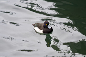 Duck swimming on lake Zurich.