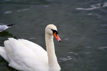 White swan on the lake Zurich, Switzerland.