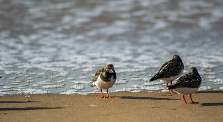 Vendée, France: Ruddy turnstone (Arenaria interpres) shorebirds family scolopacidae, on a beach in Bretignolles Sur Mer, January 2021.