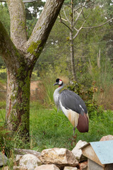 Fototapeta premium Gruidae bird at zoo park from Portugal