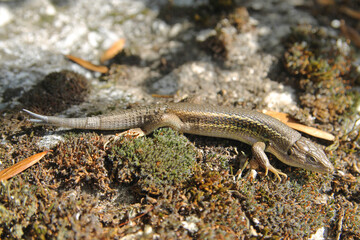 A adult specimen of Large psammodromus or Algerian sand racer (Psammodromus algirus) with forked tail. Is a species of lizard in the family Lacertidae endemic to western Europe and northwestern Africa